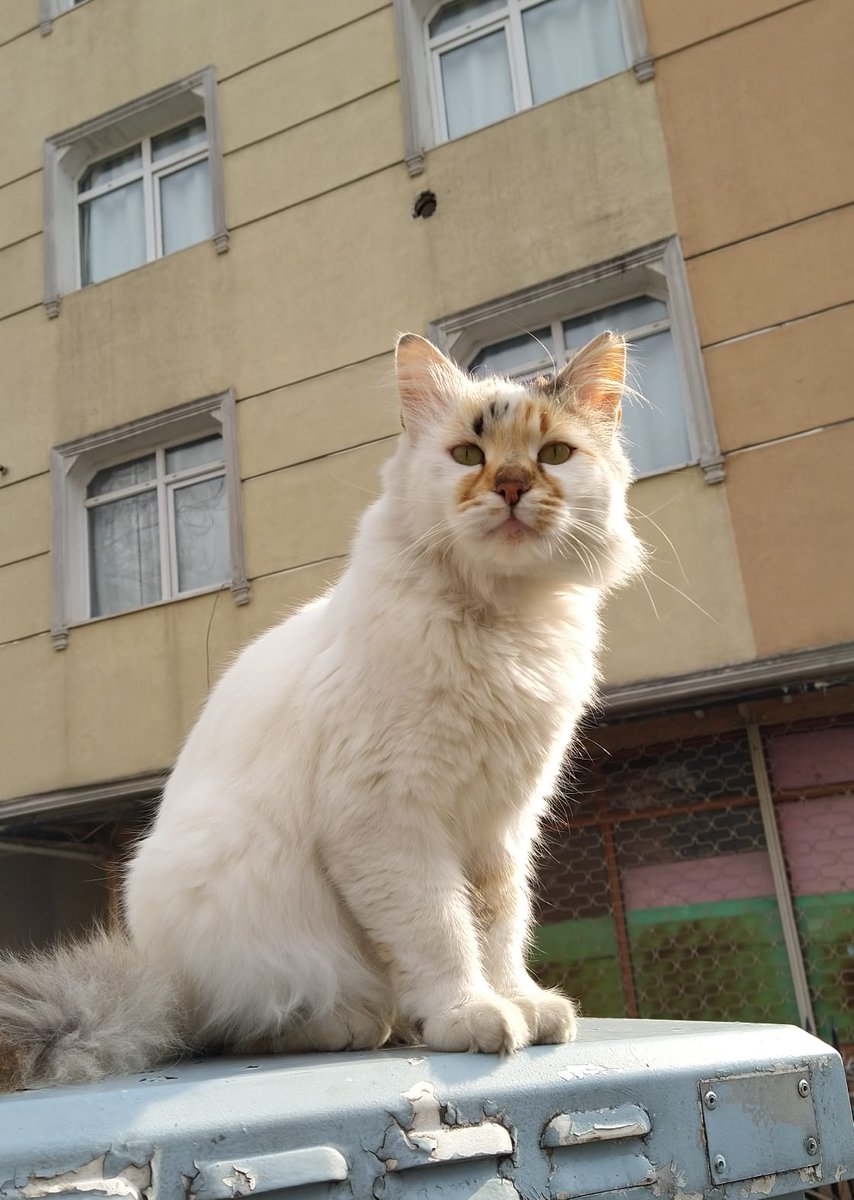 SenaySezgin's tweet photo. @birteraphy Bizim sokağın en güzel kızıydı Pamuk Sultan. Gideli dün tam 3 yıl oldu 🌈 https://t.co/NqsfVOu49B