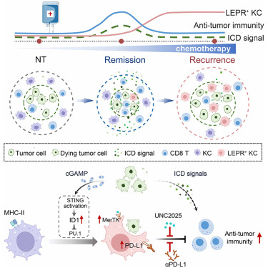 medntdj's tweet photo. Chemotherapy triggers immune evasion by fostering LEPR+ Kupffer cell differentiation in liver metastases https://t.co/9ZKXCgVtsy
via @Cancer_Cell
#liver metastasis #lineage plasticity #chemotherapy #immune evasion #Kupffer cells #efferocytosis #paracrine cGAMP-STING signal https://t.co/Wtr4NWEJaB