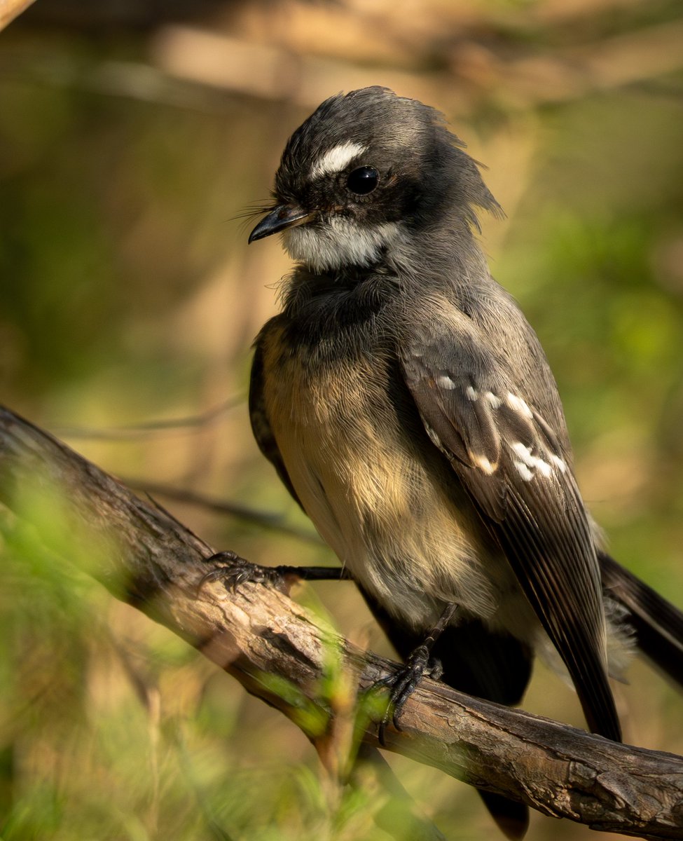 Canberra Things tweet media