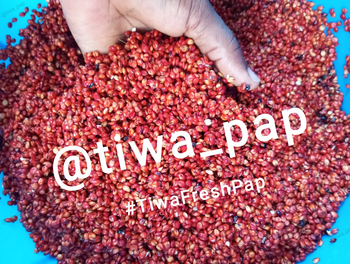 QUBRAH11's tweet image. Looking for fresh, smooth #PAP #AKAMU #OGI in Ibadan or anywhere in Nigeria? 
We've got you covered ✅

Hygienic • Neatly packaged • Super smooth

Kindly holla @tiwa_pap
#Guineacorn PAP