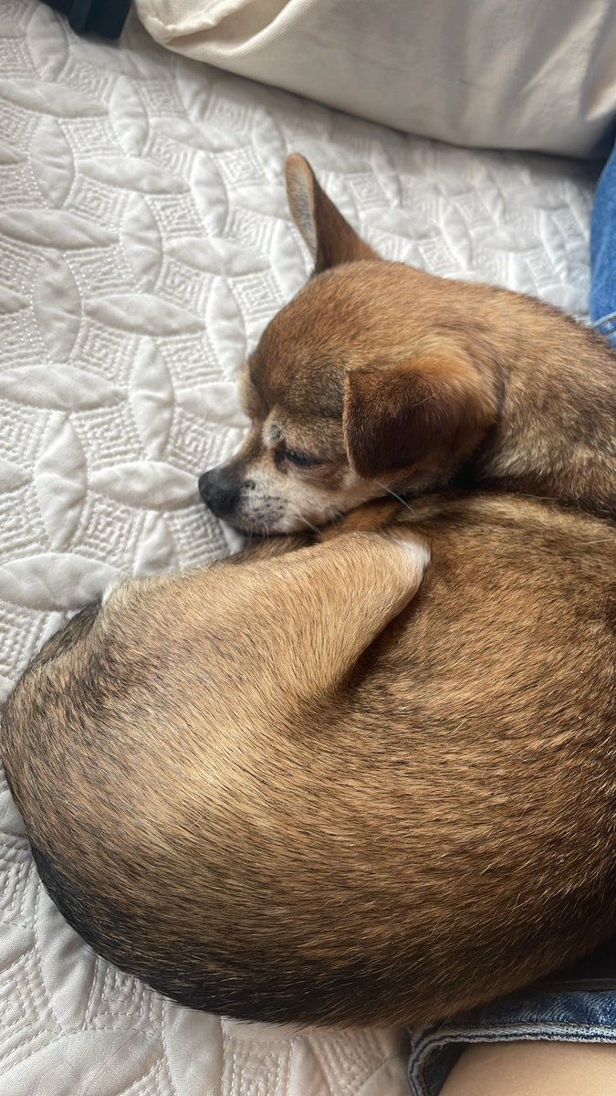 PazDuran2's tweet photo. Hola mi Nichi, todavía no es un año desde que te fuiste, pero yo te extraño todos los días ♥️ espero que estés muy feliz en el cielo de los perritos y que estés tomando muchas siestas en el sol ✨ https://t.co/lFfke2XeBn