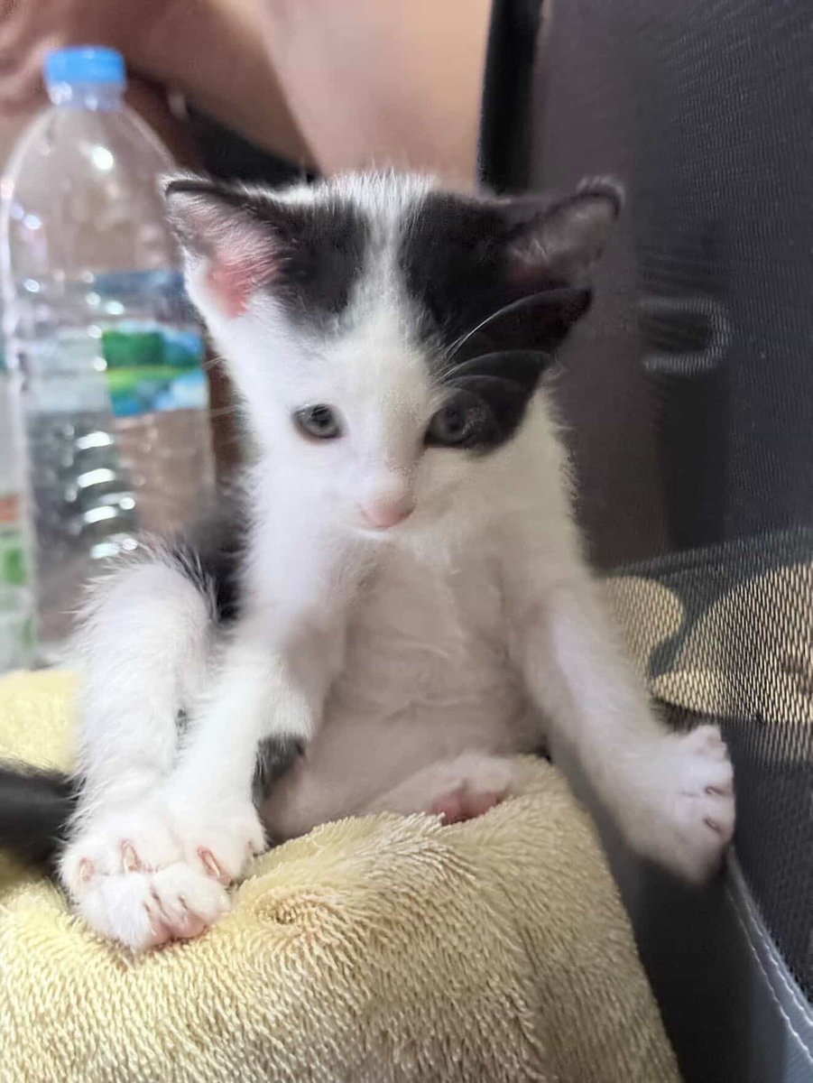 ฝากหาบ้านให้สาวน้อยหน้าม้าแสกข้าง✨
- เด็กหญิง 🐮
- อายุ 1 เดือน
- เข้ากระบะทราย✅ กินอาหารเปียก✅
🏡 พร้อมย้ายบ้านช่วงต้นเดือนเมษา
📍 พิกัด : ระยอง
📮 ติดต่อ IG : ppppunchhh
#หาบ้านให้แมว #แมวหาบ้าน