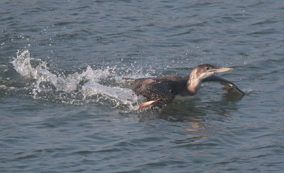 AndyBloomfield tweet media