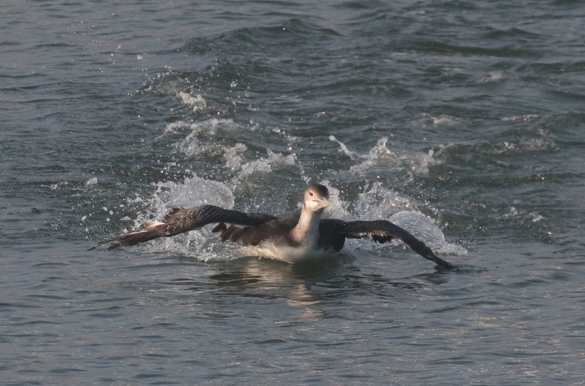 AndyBloomfield tweet media