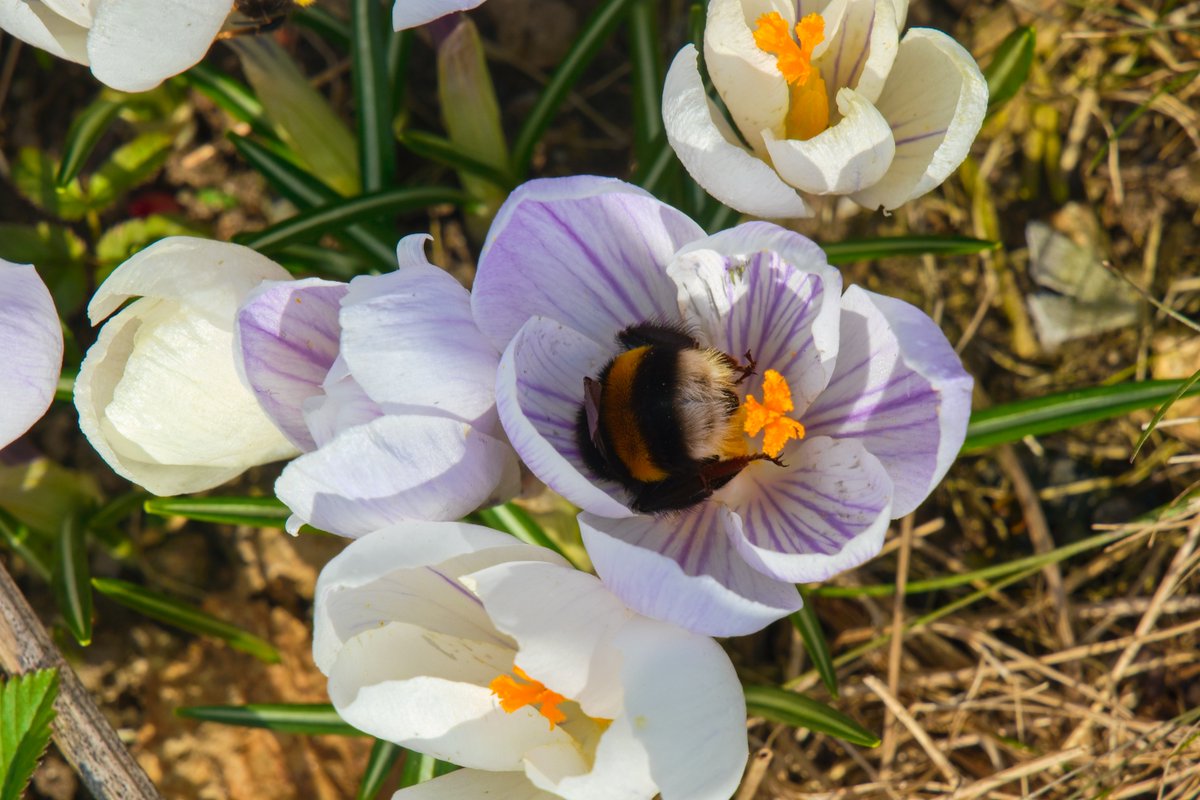Mládí nevybouřené - přepil se čmelda v kytce a usnul tam, ten bude rozlámanej, až se probere. Taková čmeláčí kocovina...