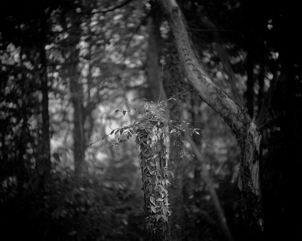 satotheshooter's tweet photo. イメージサークルがちょっと足りてないんだけど、逆にそれが味になってる。
Graflex "Pre Anniversary" Speed Graphic / Meyer-Görlitz Trioplan 10.5cm f6.3 / Fomapan 200 (Rodinal R09)
#filmphotography
#largeformatphotography
#4x5 https://t.co/pDdv5rOqMA