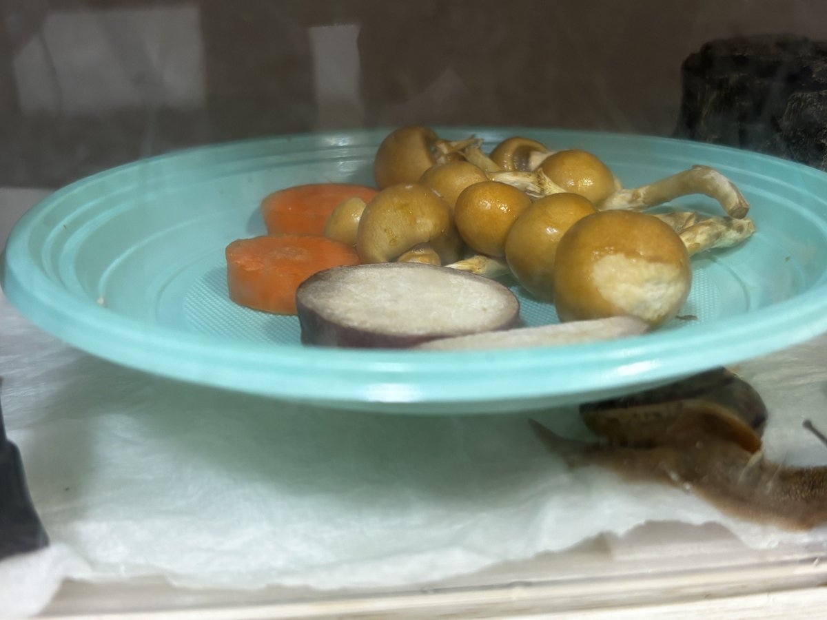 浮遊する謎の皿が出現