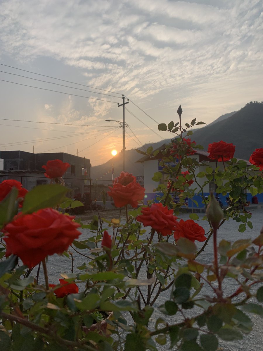 गुलाब, साँझ र शान्ति। 🌹🌅