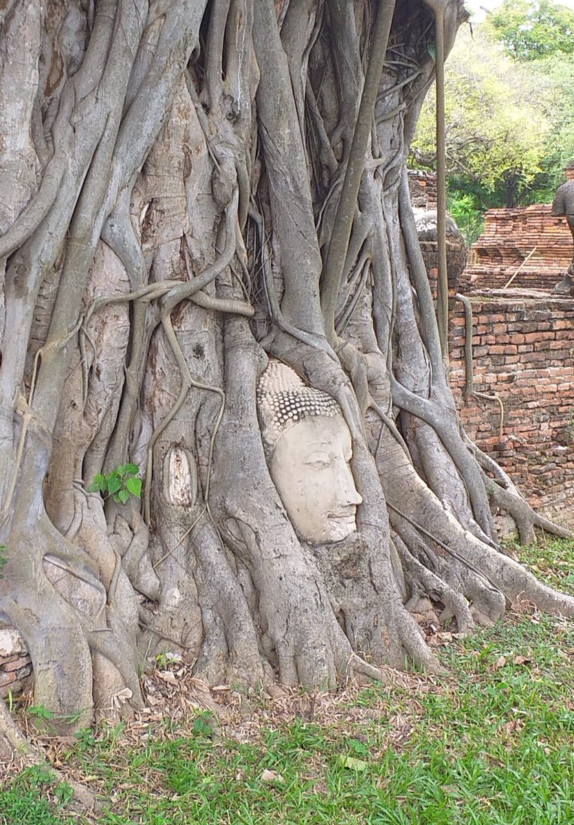 พี่วรภัทรของพี่ชายใหญ่ tweet media