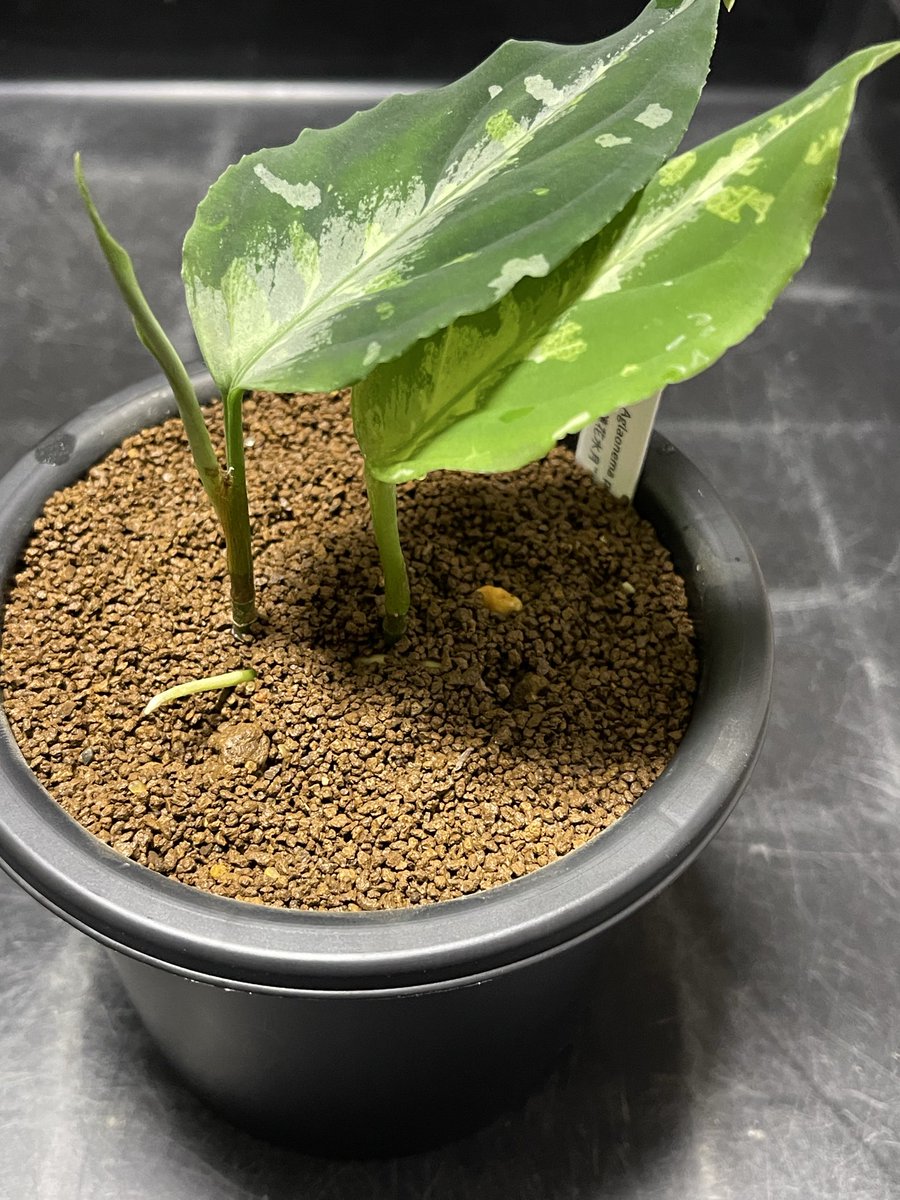 butsunami's tweet photo. 頭をとばしたら、双子になった🌱
#aglaonema https://t.co/b0h2cpbkjO