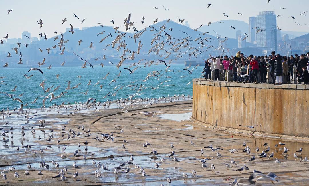 LiaoningC's tweet photo. With pleasant spring scenery, flocks of seagulls dance along the southern coast of #Dalian, #Liaoning Province, warmly welcoming visitors. Come and encounter this beautiful coastal moment!
#SpringScenery #Seagulls #BeautifulChina #CoastalBeauty #LiaoningTravel https://t.co/fCRcv6QBDe