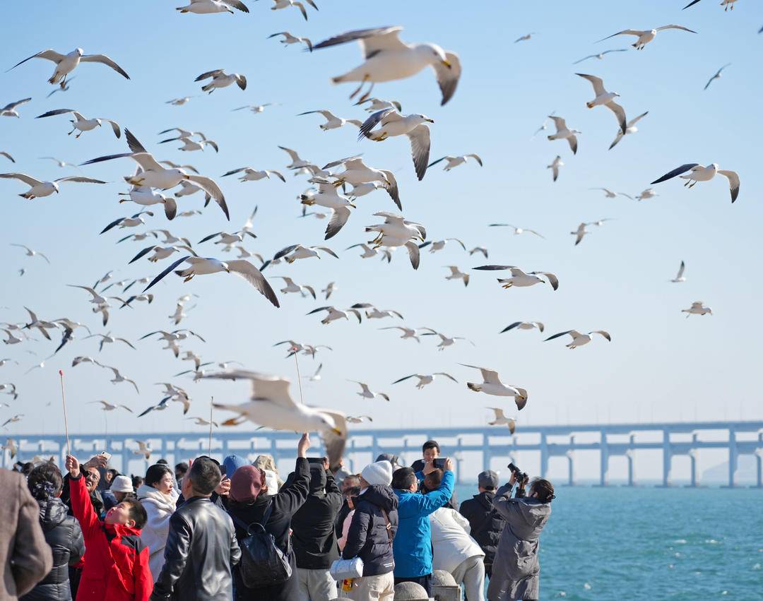 LiaoningC's tweet photo. With pleasant spring scenery, flocks of seagulls dance along the southern coast of #Dalian, #Liaoning Province, warmly welcoming visitors. Come and encounter this beautiful coastal moment!
#SpringScenery #Seagulls #BeautifulChina #CoastalBeauty #LiaoningTravel https://t.co/fCRcv6QBDe