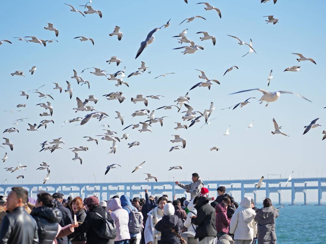 LiaoningC's tweet photo. With pleasant spring scenery, flocks of seagulls dance along the southern coast of #Dalian, #Liaoning Province, warmly welcoming visitors. Come and encounter this beautiful coastal moment!
#SpringScenery #Seagulls #BeautifulChina #CoastalBeauty #LiaoningTravel https://t.co/fCRcv6QBDe