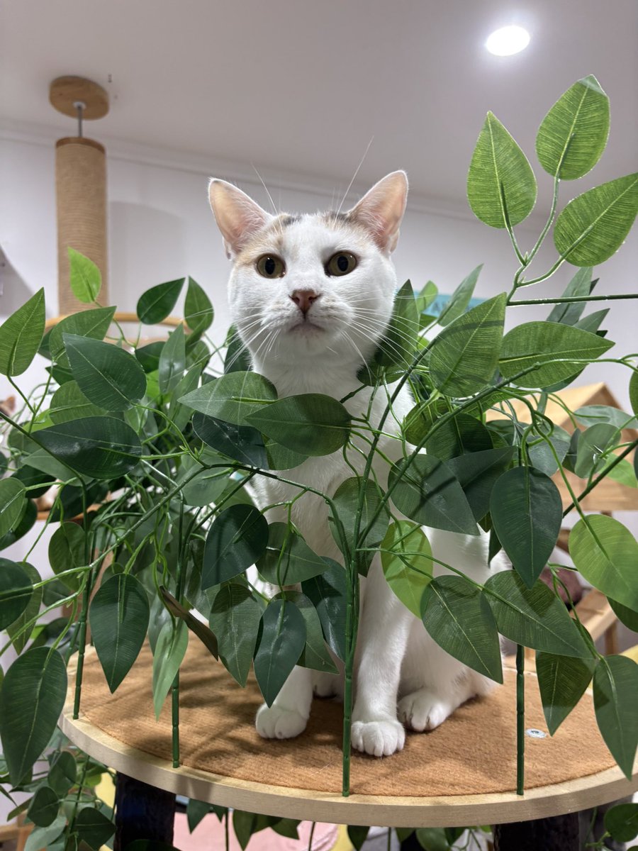 purrsandbeansnz's tweet image. When you become one with nature 🥰🌳

The cats are loving this new tree we got them! Indoor cat enrichment is all about mimicking the outdoors and we think they enjoy that this cat tree has leaves on them 🍃

#catification #cattree #catifytosatisfy #indoorcatlife #purrsandbeans