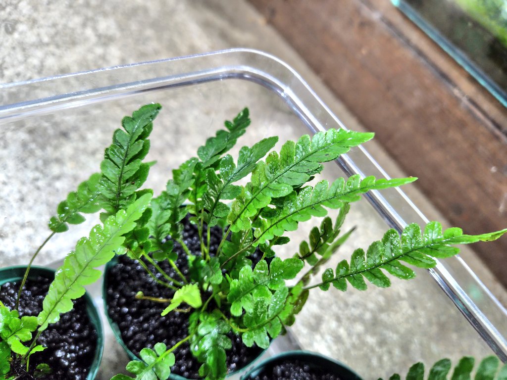 AQUAFORTUNE2007's tweet photo. Blechnum obtusatum 
var. obtusatum
今日はキツキツで申し訳無い感じだったオブオブを鉢上げです!!
イモリウムにも合いそうなのでいもりびよりにも持って行こうかと思います😊
#Blechnum
#オブオブ
#鉢上げ
#いもりびより https://t.co/WInUpKjdZD