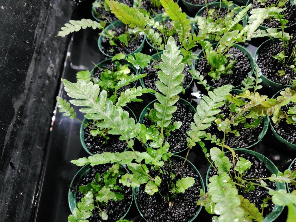 AQUAFORTUNE2007's tweet photo. Blechnum obtusatum 
var. obtusatum
今日はキツキツで申し訳無い感じだったオブオブを鉢上げです!!
イモリウムにも合いそうなのでいもりびよりにも持って行こうかと思います😊
#Blechnum
#オブオブ
#鉢上げ
#いもりびより https://t.co/WInUpKjdZD