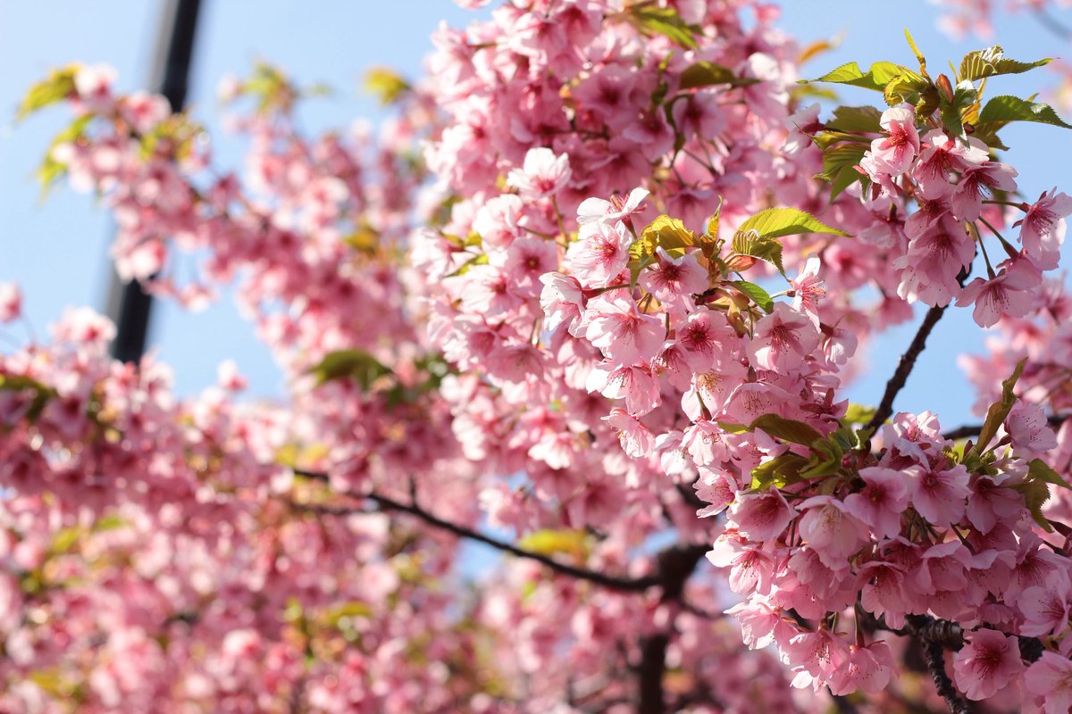 河津桜めちゃ綺麗でした🌸🥰