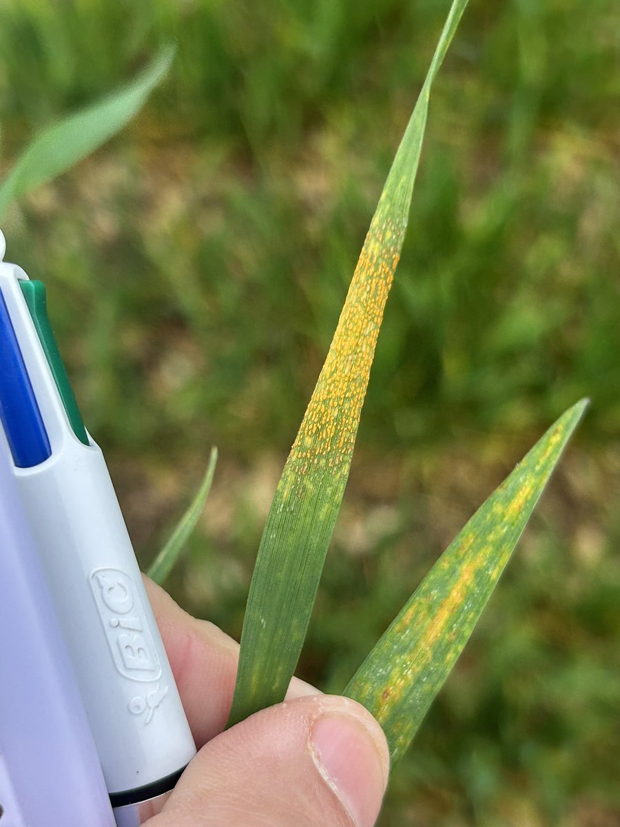 Emmanuel BONNIN tweet media