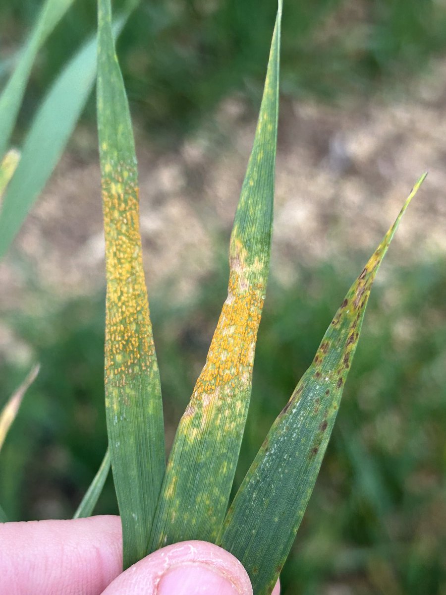 Emmanuel BONNIN tweet media