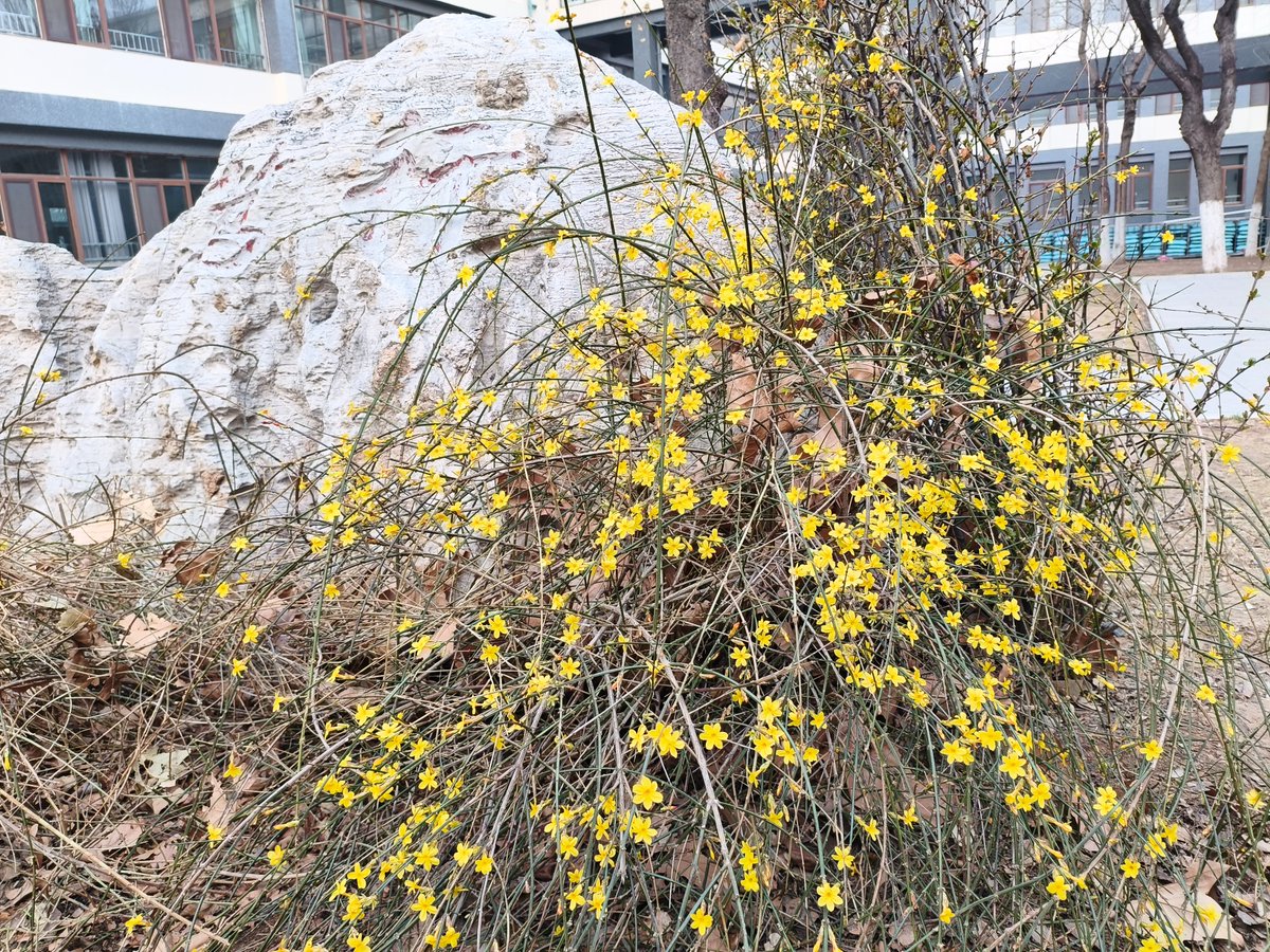 XDongliu's tweet photo. spring comes https://t.co/gjO8LAHMSG