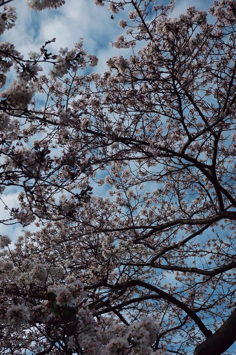 Spring in London🌸