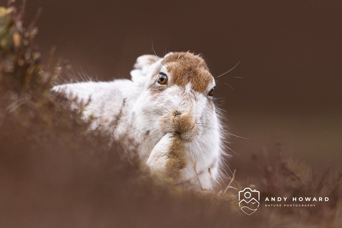 Andy Howard tweet media