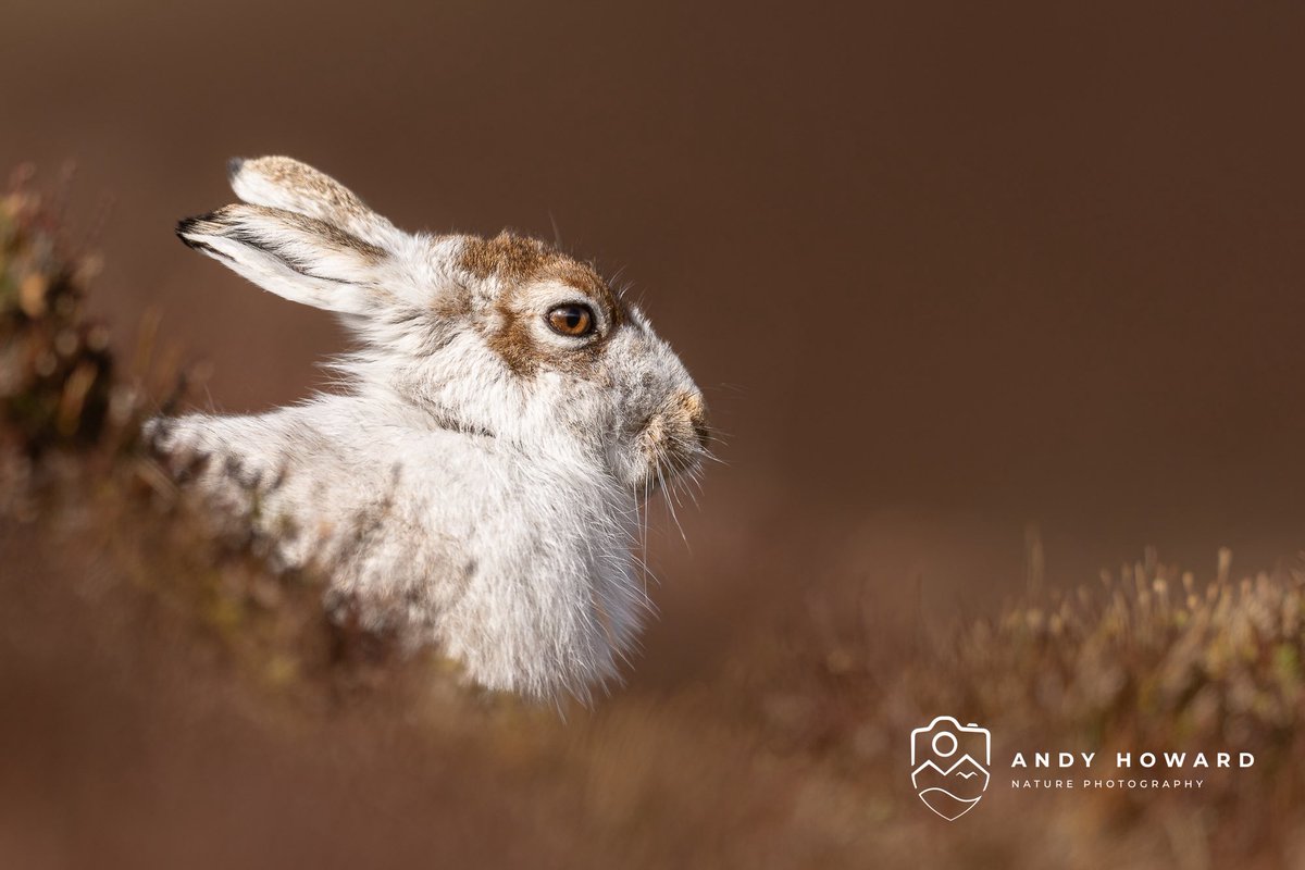 Andy Howard tweet media