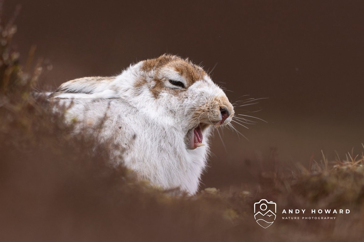 Andy Howard tweet media