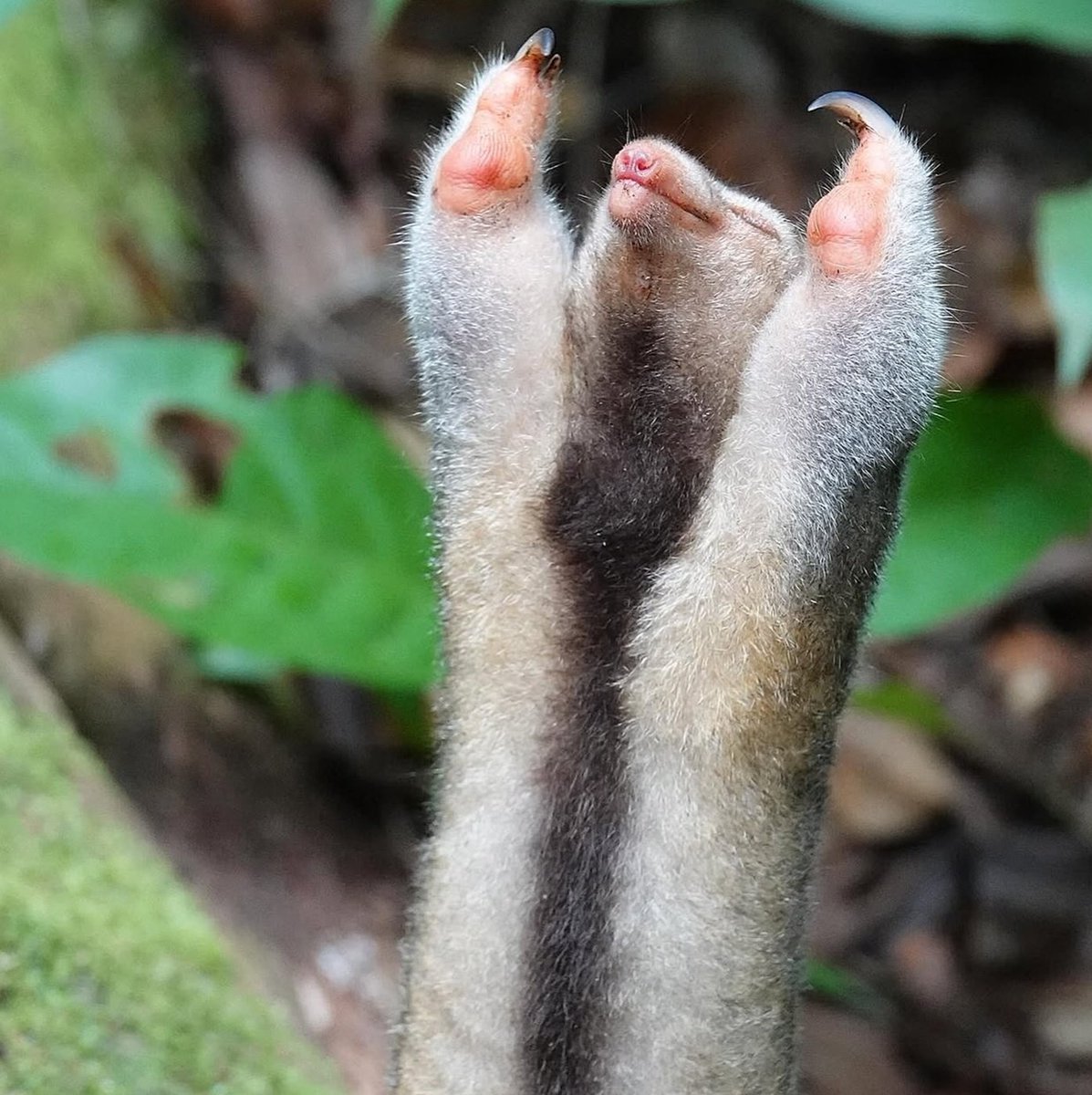 MALACARA tweet media