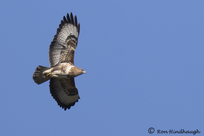 Ron Hindhaugh tweet media