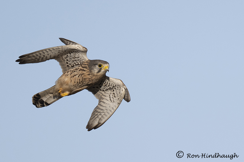 Ron Hindhaugh tweet media