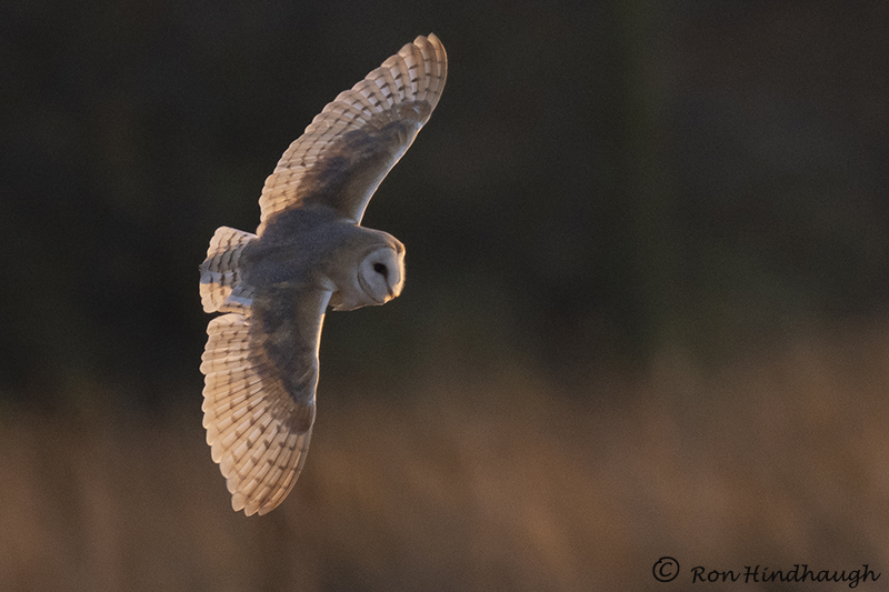 Ron Hindhaugh tweet media