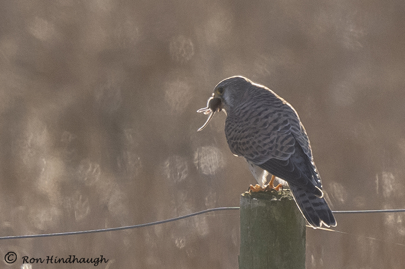 Ron Hindhaugh tweet media