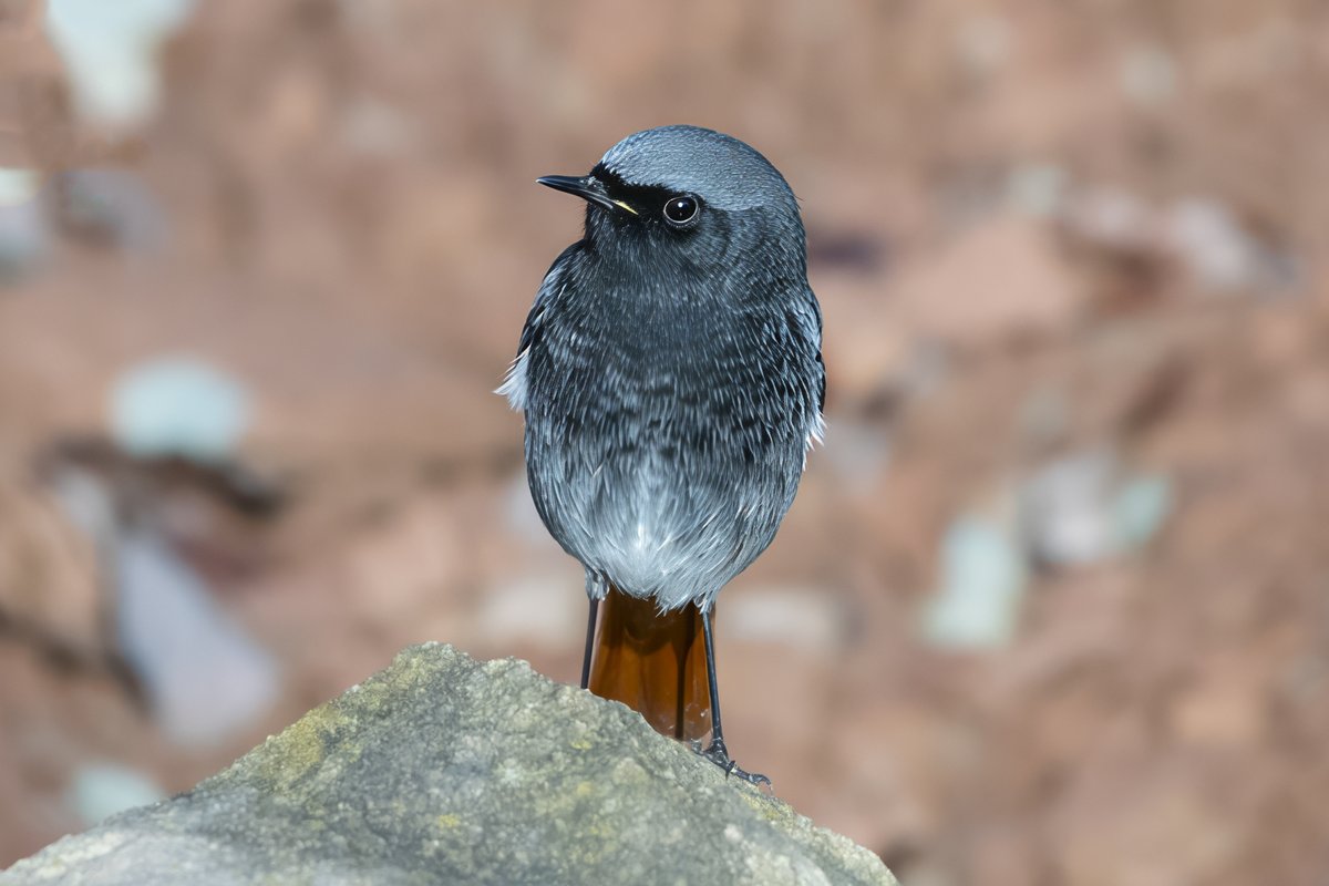 david butcher tweet media