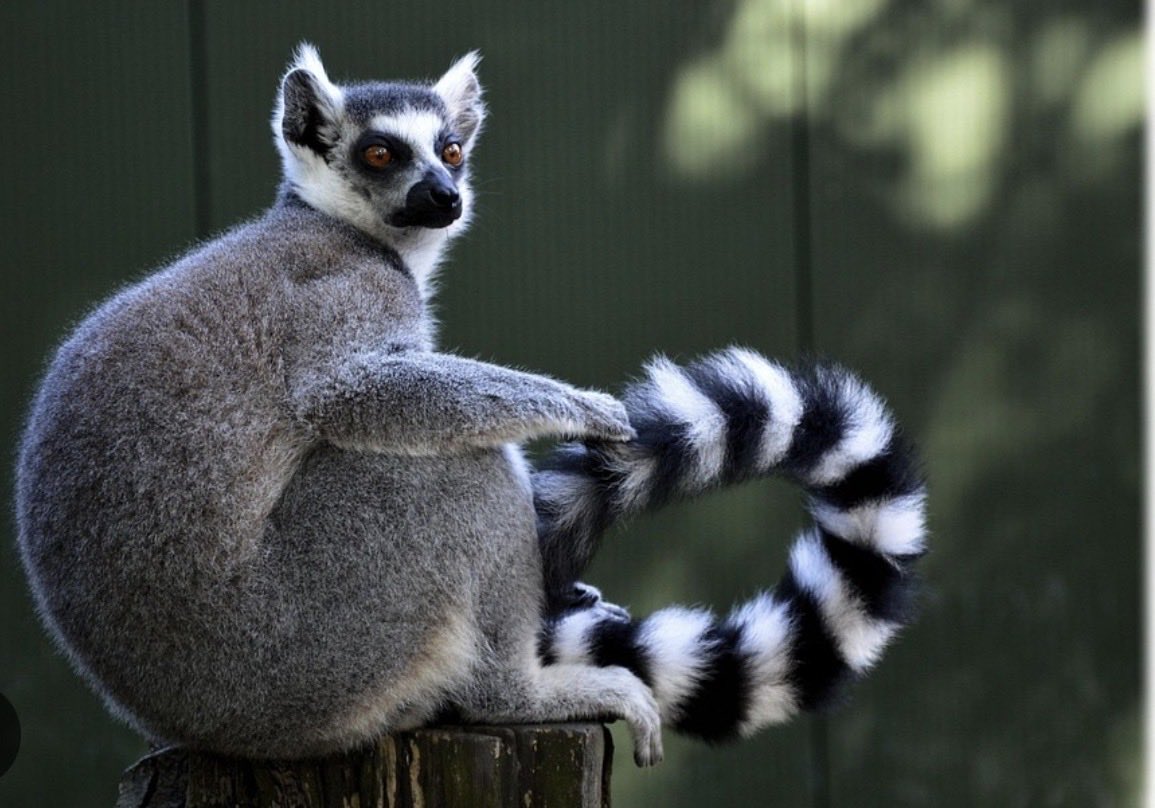 🌻 AnnetteJB- Go Wild tweet media