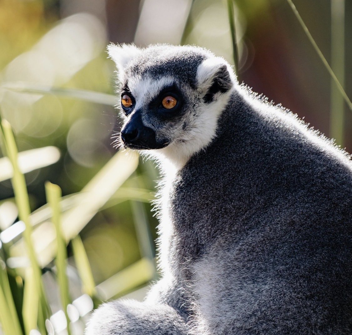 🌻 AnnetteJB- Go Wild tweet media