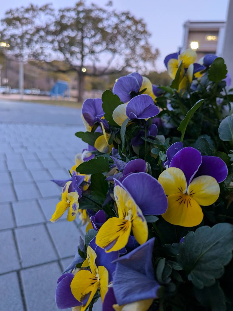 UOH_kohou's tweet photo. 明日3月12日一般選抜後期日程の試験日です。
受験票・筆記用具・交通経路など、当日の持ち物とアクセスを今一度ご確認ください。
皆さんが安全に、そして落ち着いて試験に臨めるよう、大学一同サポートいたします。
皆さんの努力が実を結びますように。
安全に気をつけてお越しください。 https://t.co/g8SnCw0zMi