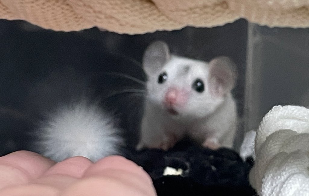 웃긴점
쮜도 감정이 드러남

맛있는거 줬을때(생과일)

                                                 맛없는거 줬을때(건조과일)