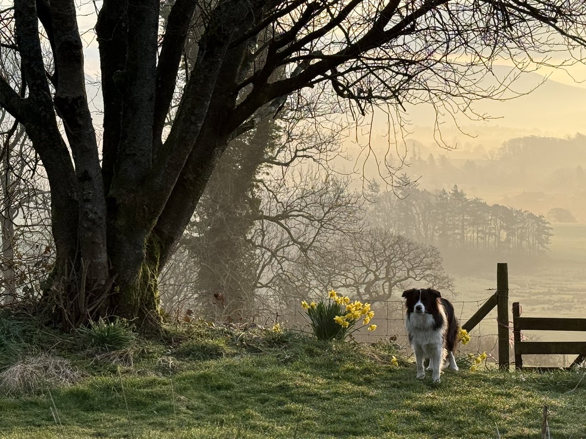 Alison O’Neill ~ Shepherdess tweet media
