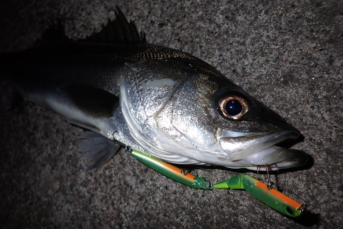 ゾーノ氏 tweet media