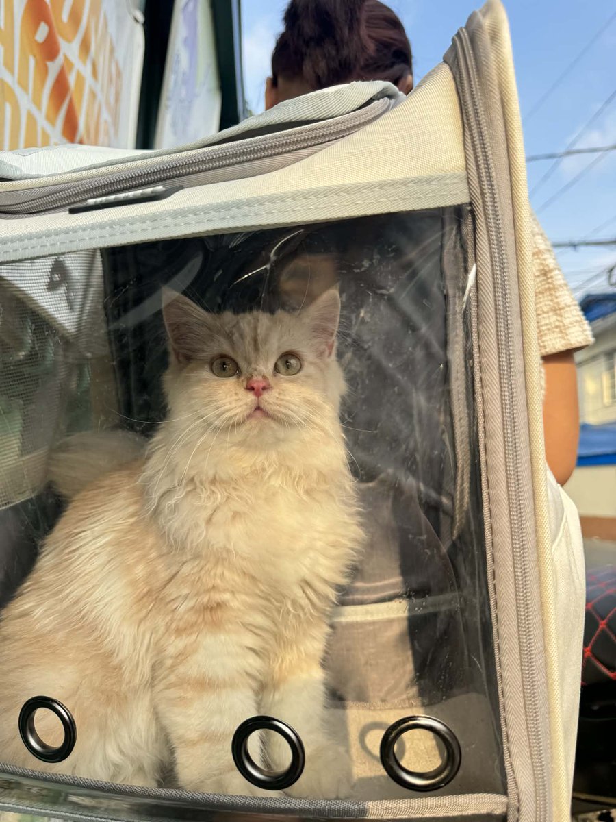 waffles' failed vet visit (clinic is closed)