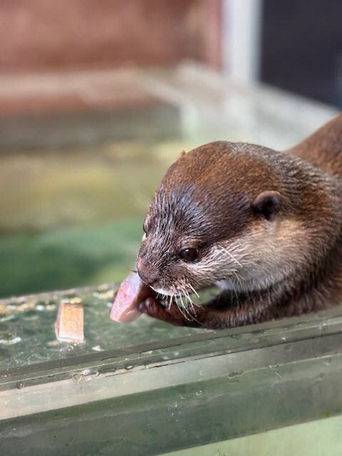 箱根園【公式】 tweet media