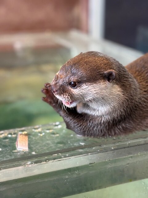 箱根園【公式】 tweet media