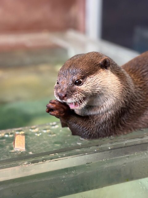 箱根園【公式】 tweet media