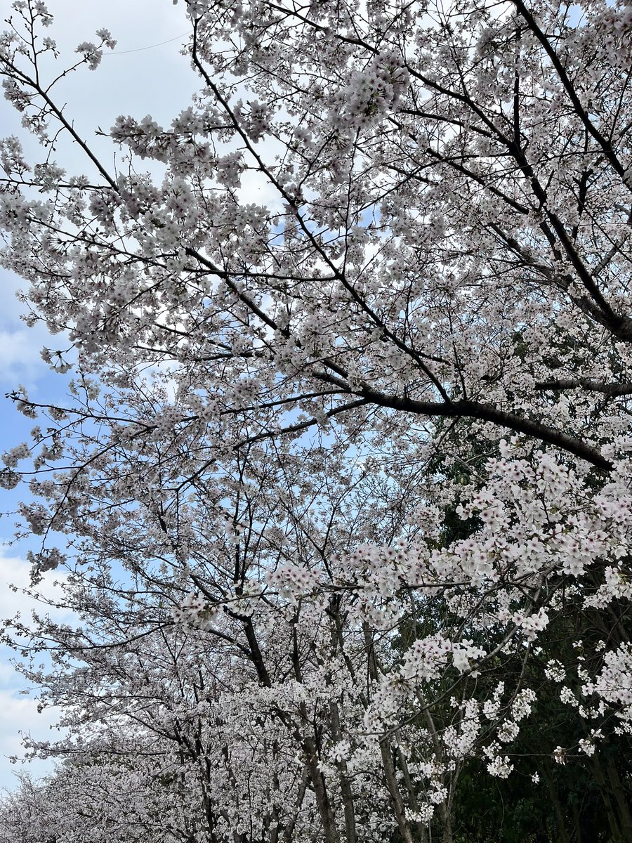 frf0frfFJH's tweet photo. 青龙湖樱花 https://t.co/JZMGKm2Ez0