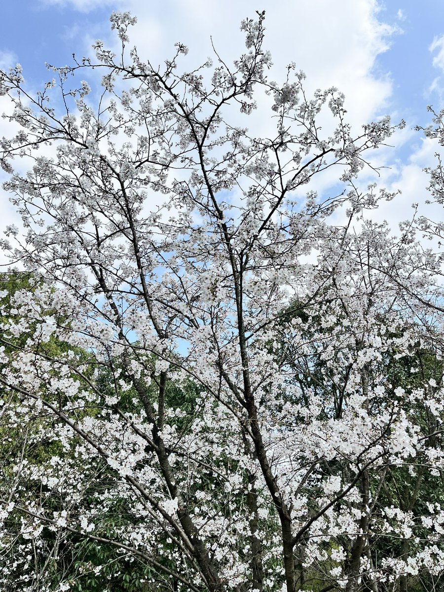 frf0frfFJH's tweet photo. 青龙湖樱花 https://t.co/JZMGKm2Ez0
