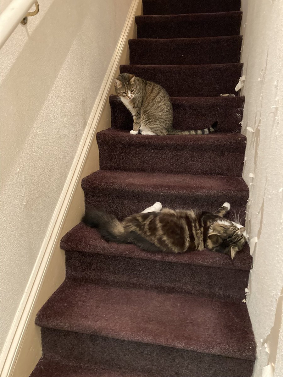 tweetsmiff's tweet photo. @SarahjevsEvans Like Boycee, you’ll know when you find the right one, however they get to you. Evie (higher step) was from Cats Protection when she was 6 months, she’s 7 now and is my familiar. Lily (rolling gremlin) was £50 from a local family whose cat had an unexpected litter. https://t.co/YZQYM1P7EW