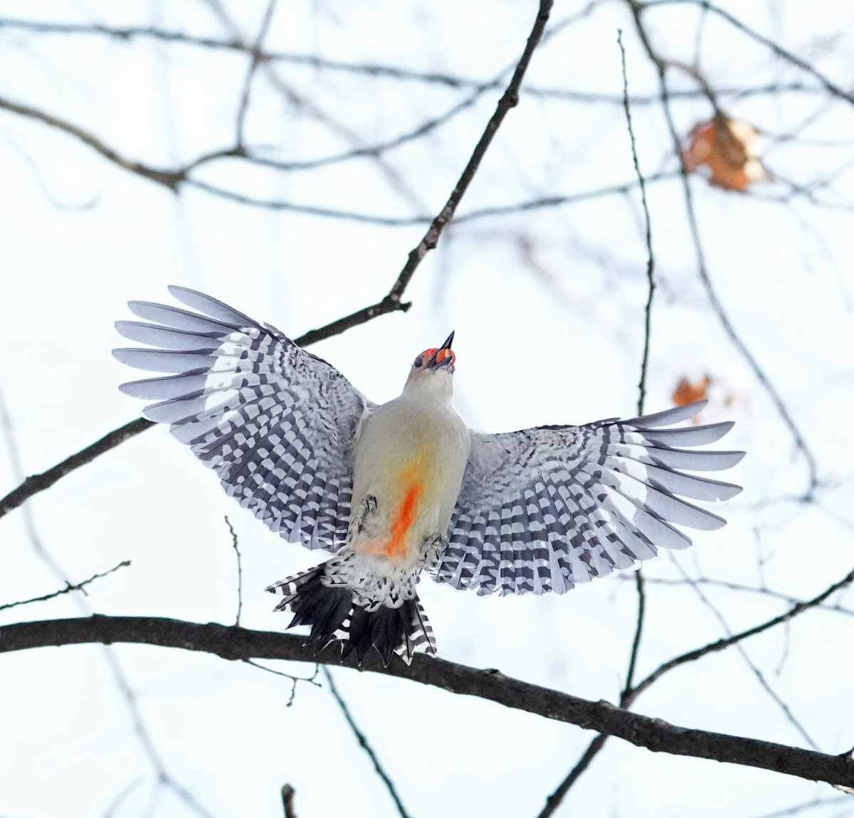 lucas urbe tweet media