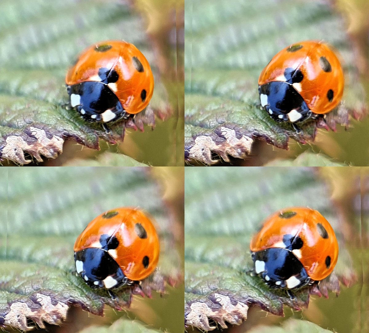 Tweedee Thomas tweet media