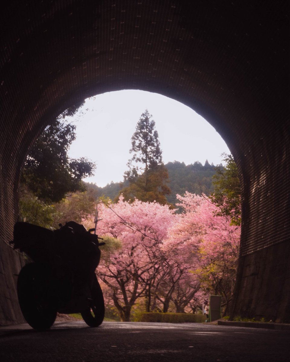 toritori32R's tweet photo. 🌸

#CBR250rr 
 #バイク乗りと繋がりたい https://t.co/Oj5MxUUOAR